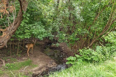 OPEN HOUSE SAT 7/25 11am-1pm. Backing directly to Crane Creek - photo 41