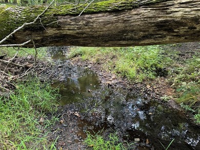 173 acres with over 3,100 feet of road frontage. 65.89 acres are - photo 11