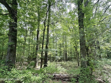 +/- 95 acre timberland and hunting property in northwest Scott - photo 4