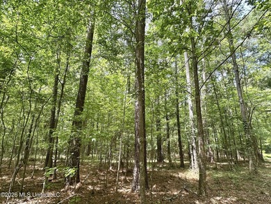 +/- 95 acre timberland and hunting property in northwest Scott - photo 5