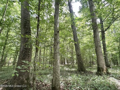 +/- 95 acre timberland and hunting property in northwest Scott - photo 8