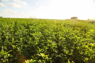 Located just minutes from Kearney, Nebraska, along the renowned - photo 30