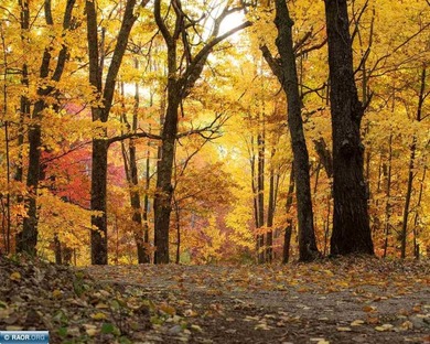Private 6+ Acre Retreat at Giants Ridge, tucked into the woods - photo 7