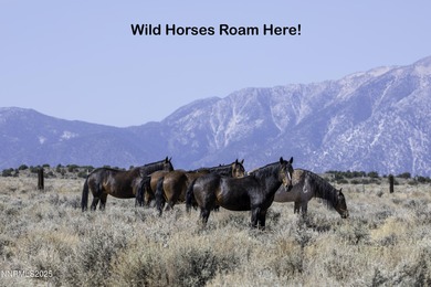Peaceful 10.45-Acre Parcel with Pine Nut Creek flowing along the - photo 7