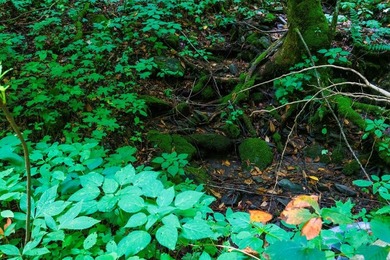 Set amid the natural beauty of the Nantahala Mountains, this 1 - photo 13