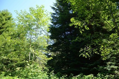Beautiful lot w/secluded privacy and Del Norte Golf Course - photo 2