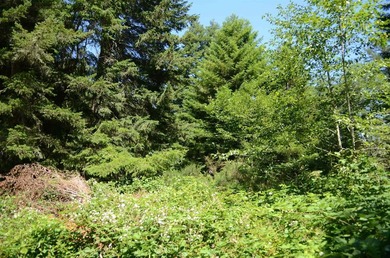Beautiful lot w/secluded privacy and Del Norte Golf Course - photo 5