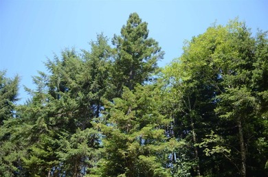 Rare and beautiful subdivision lot w/secluded privacy and Del - photo 2