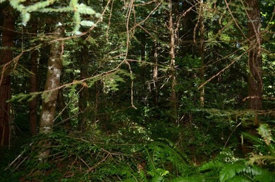 Rare and beautiful subdivision lot w/secluded privacy and Del - photo 3