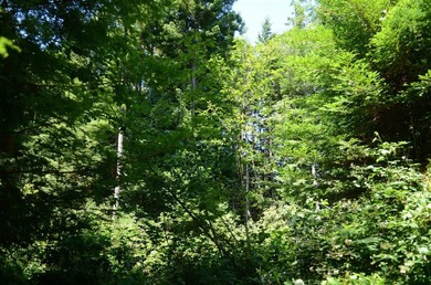 Rare and beautiful subdivision lot w/secluded privacy and Del - photo 9