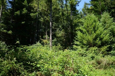 Rare and beautiful subdivision lot w/secluded privacy and Del - photo 10