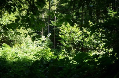 Rare and beautiful subdivision lot w/secluded privacy and Del - photo 4