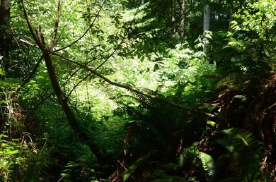 Rare and beautiful subdivision lot w/secluded privacy and Del - photo 5