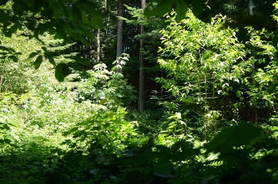 Rare and beautiful subdivision lot w/secluded privacy and Del - photo 6