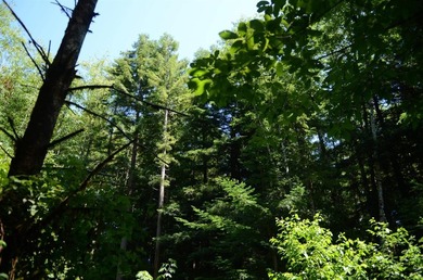 Rare and beautiful subdivision lot w/secluded privacy and Del - photo 8
