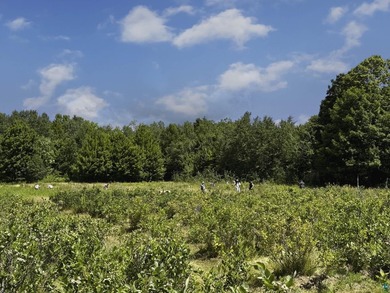 Blue Vista Farm, as this beloved property is known, presents an - photo 47