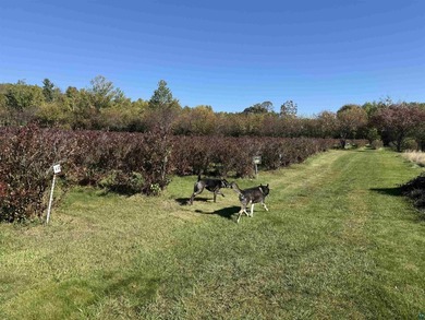 Blue Vista Farm, as this beloved property is known, presents an - photo 48