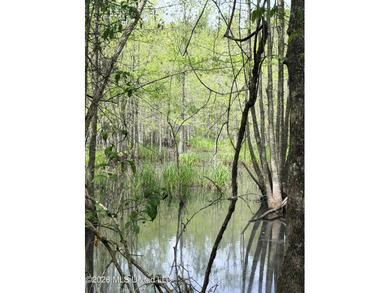 Discover the peace, privacy, and endless potential of this - photo 19