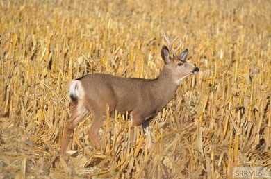 Farm, play, and live on 360 acres that border the Weiser River - photo 30