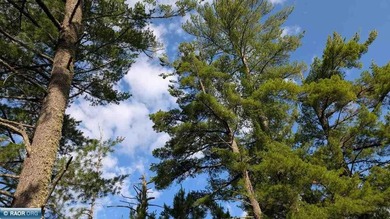 Rare opportunity to own 45 acres of mostly high-ground, classic - photo 10