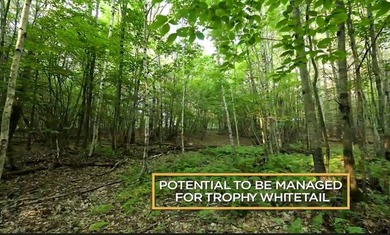 Rare opportunity to own a large, former Scout Camp with a 60+/- - photo 35