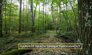 Rare opportunity to own a large, former Scout Camp with a 60+/- - photo 37