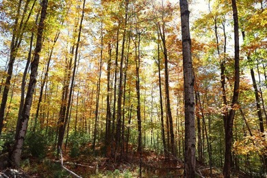 The perfect place to build your Adirondack dream home or camp - photo 17