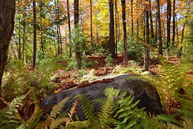 The perfect place to build your Adirondack dream home or camp - photo 18