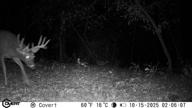 A nice mixture of open ground and mature timber with a few fruit - photo 10