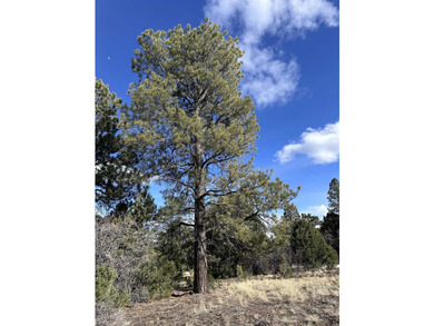 Don't miss this 1+ acre lot in Divide Ranch and Clubplete with a - photo 5