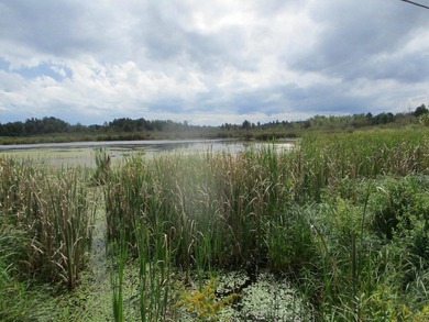 This a wetland area that has just about everything. Ducks, Geese - photo 4