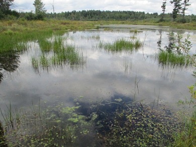 This a wetland area that has just about everything. Ducks, Geese - photo 9