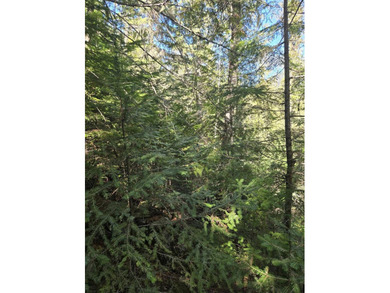Secluded 5 acres just off Dry Canyon Rd. Secondary lot to - photo 11