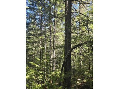 Secluded 5 acres just off Dry Canyon Rd. Secondary lot to - photo 13