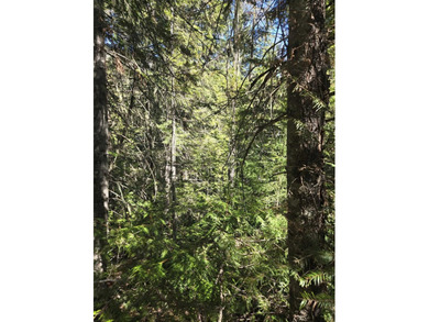 Secluded 5 acres just off Dry Canyon Rd. Secondary lot to - photo 15