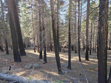 Nice .67 acre parcel in Lake Almanor West. Located on a quiet - photo 6