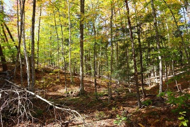 Set up camp or build your Adirondack escape on this beautiful - photo 14