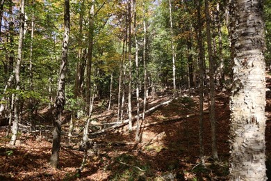 Set up camp or build your Adirondack escape on this beautiful - photo 15