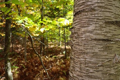 Set up camp or build your Adirondack escape on this beautiful - photo 24