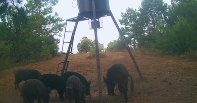 (private lake, pond, coastal) Acreage For Sale in Linden Texas