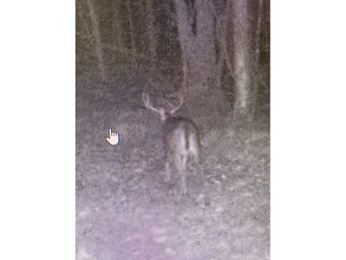 Looking for a hunting property you can shape into your own - photo 10
