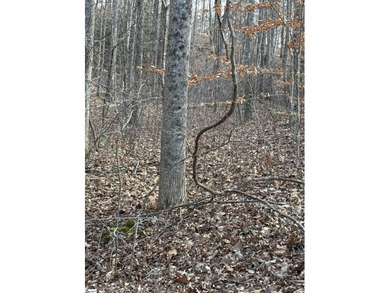 If you are looking for a secluded area with privacy, mountain - photo 6