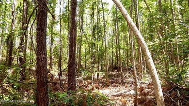 Yalobusha County 70.758 Acres of Open and Wooded land with a - photo 10