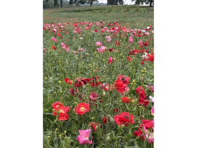 Nestled in Verona and on the outskirts of Mt. Horeb you have - photo 15