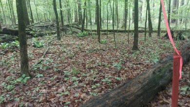 Lake Commercial For Sale in Decatur, Tennessee