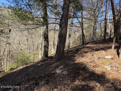 WOW a 3 for 1!!!! The primary Lakefront Lot #31 is a whopping 14 - photo 19