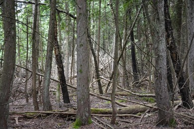 Gorgeous 20-acre Summer Island parcel has roughly 1,850 feetof - photo 8