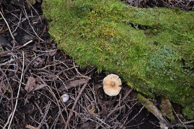 Gorgeous 20-acre Summer Island parcel has roughly 1,850 feetof - photo 10