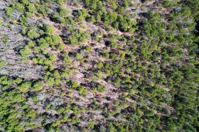 If you have been in the market for an awesome hunting property - photo 7