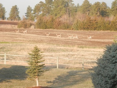 Bear Ridge Compound is a 120-acre turnkey property on Bear Ridge - photo 30